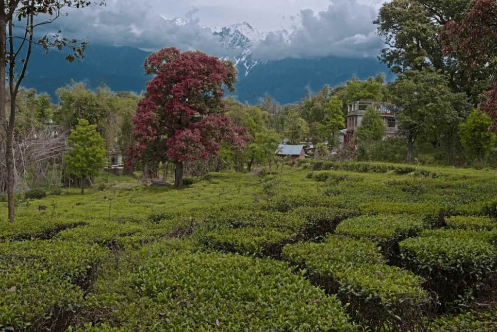 Luxury Apartments in Dharamshala